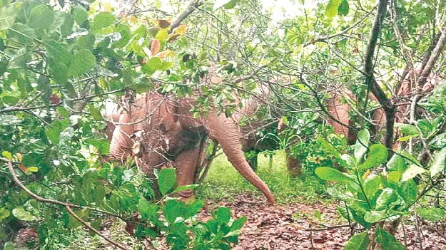 Elephants కదలవు.. వదలవు!