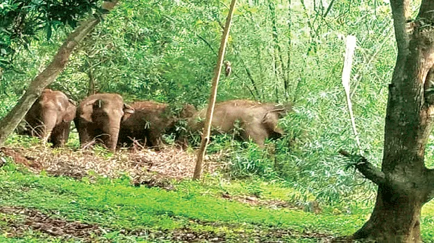 elephants పగలంతా తోటల్లో..  సాయంత్రం జనావాసాల్లోకి..