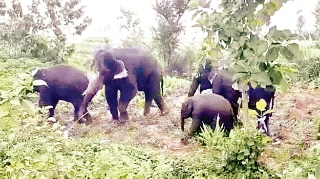 Elephants    వన్నాంలో ఏనుగులు 