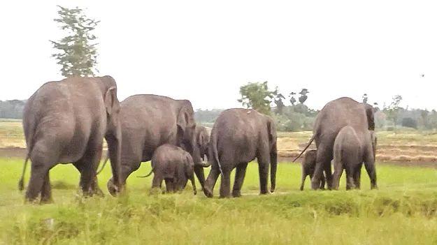 From Garugubilli to Seethanagaram గరుగుబిల్లి నుంచి సీతానగరం 