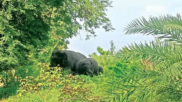   Elephants! అమ్మో.. గజరాజులు