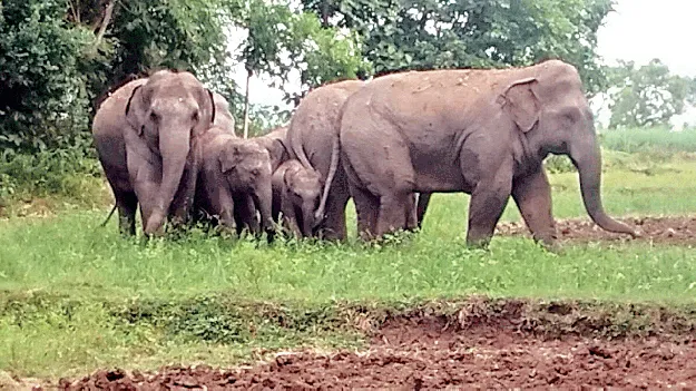 Elephants  లక్ష్మీపురంలో గజరాజులు