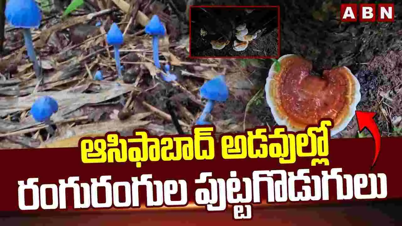 Colorful Mushrooms: ఆసిఫాబాద్ అడవుల్లో రంగురంగుల పుట్టగొడుగులు
