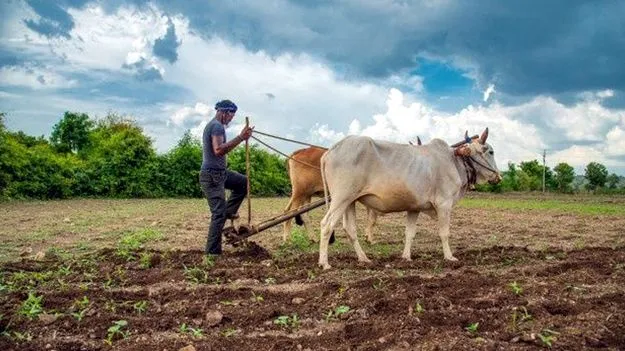 Lightning Protection: పిడుగు నుంచి రైతులను రక్షించండి