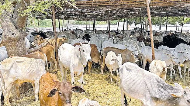 Vemulawada Temple: ఎములాడ కోడెకు ఎంత కష్టం