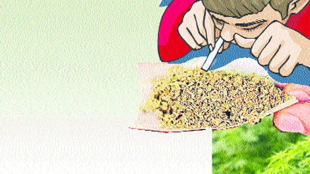 చాపకింద నీరులా గంజాయి