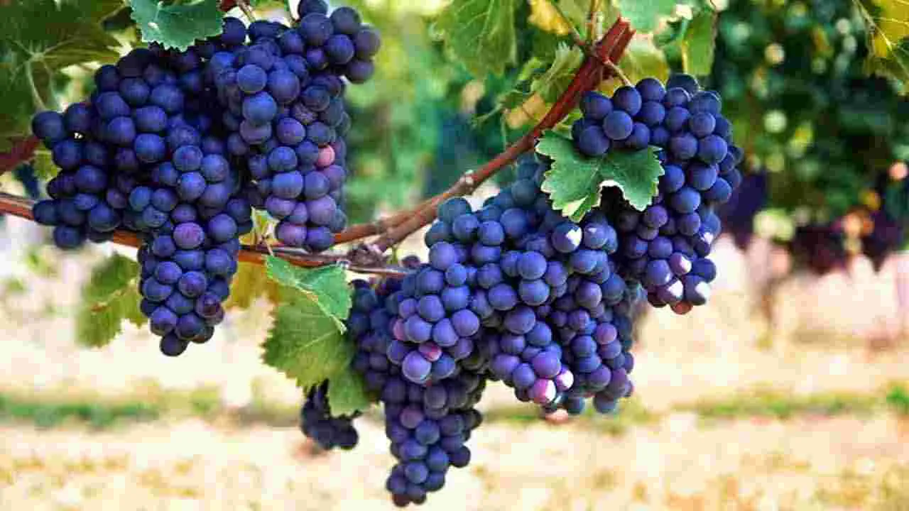 Health Tips: క్యాన్సర్ ప్రమాదాన్ని తగ్గించే.. 5 ఆహారాలివే.. 