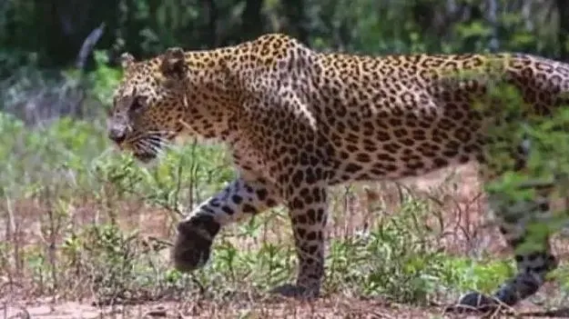 Tirumala: శీవారి మెట్టు మార్గంలో చిరుత కలకలం