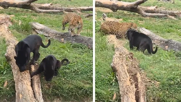 Jaguar vs Black Panther: నల్ల పులి పైకి దూసుకెళ్లిన చిరుత.. తర్వాతేం జరిగిందో చూడండి..