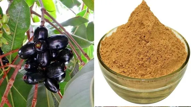 Jamun Seed Powder: ఖాళీ కడుపుతో నేరేడు విత్తనాల పొడి తీసుకుంటే.. ఈ 5 సమస్యలు దూరం..!