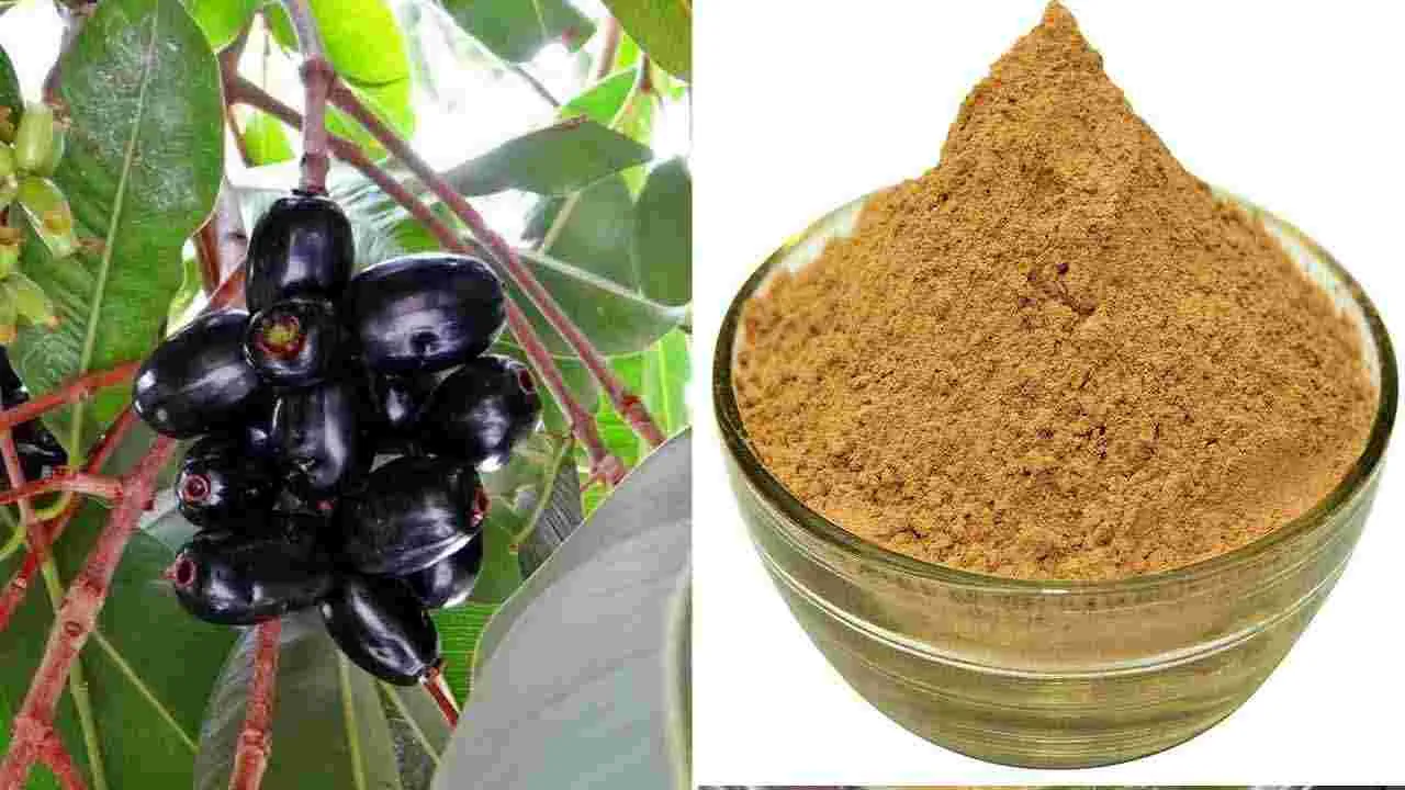 Jamun Seed Powder: ఖాళీ కడుపుతో నేరేడు విత్తనాల పొడి తీసుకుంటే.. ఈ 5 సమస్యలు దూరం..!