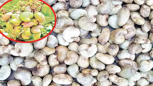 Cashew Prices: నిలకడలేని జీడి ధర