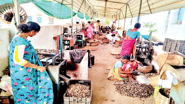 Cashew Industries: తెరచుకున్న జీడి పరిశ్రమలు