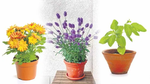 Mosquito Repellent Plants: దోమలను పారద్రోలే మొక్కలు ఇవే..