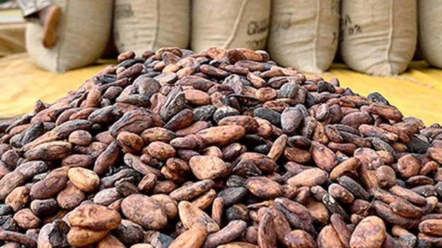 Cocoa Farmers: ప్రభుత్వం నిర్ణయించిన ధరకే కోకో గింజల కొనుగోలు