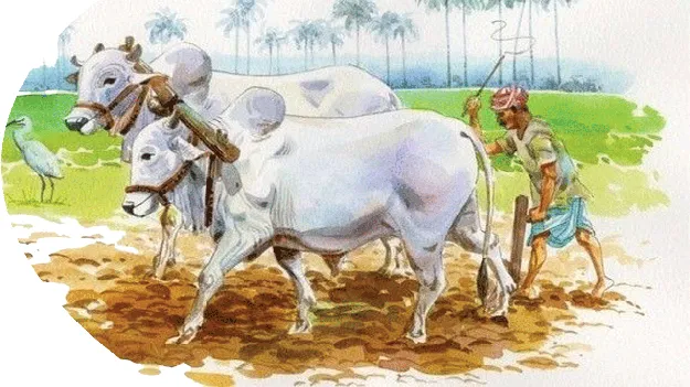 సీసీఆర్‌ కార్డులు ఎప్పుడిస్తారో?