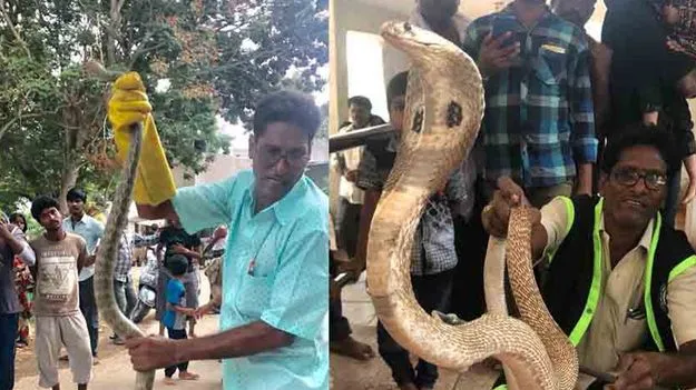 Tirumala: భాస్కర నాయుడిని కాటేసిన నాగుపాము