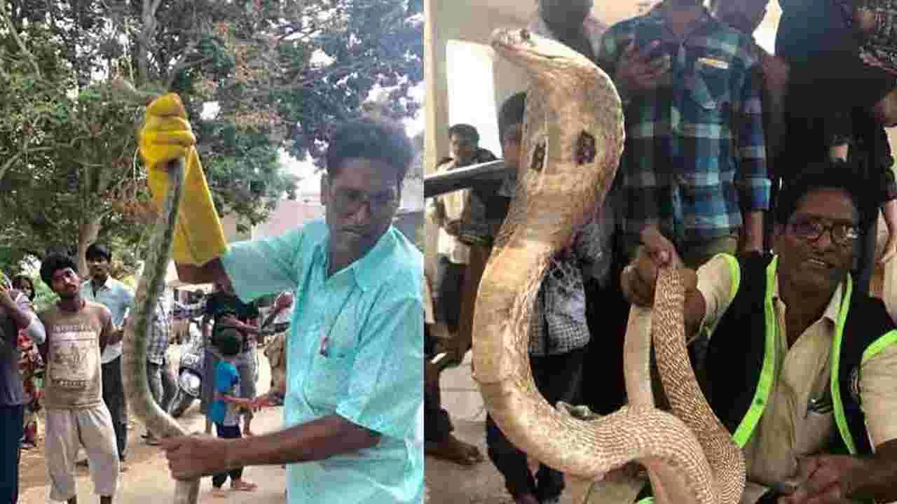 Tirumala: భాస్కర నాయుడిని కాటేసిన నాగుపాము