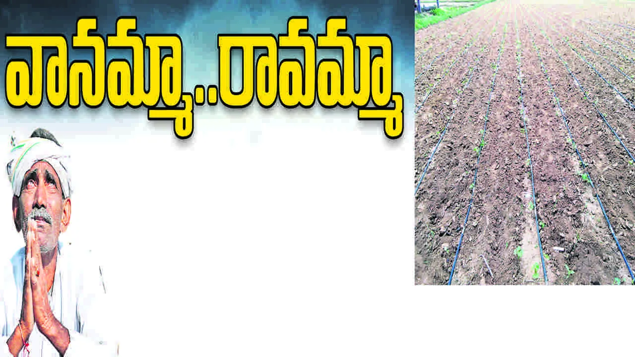 వానమ్మా.. రావమ్మా..