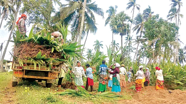  ‘upadhi’ ‘ఉపాధి’లో ఉద్యాన పంటలు