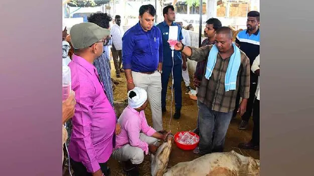 Calf Deaths: వేములవాడలో కొనసాగుతోన్న కోడెల మృత్యు ఘోష.. స్పందించిన కలెక్టర్