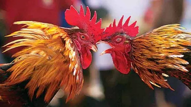 గుంటుపల్లిలో గుట్టుగా..