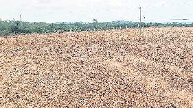 Land Dispute: విజయవాడలో భూమాయ.. కలెక్టర్ ఆదేశాలతో విచారణ మొదలు