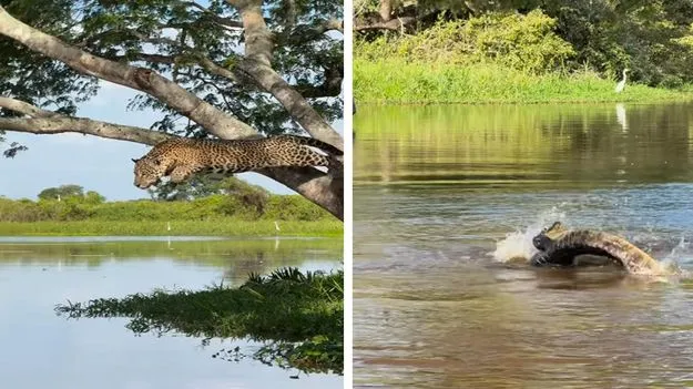 Leopard attacks Crocodile: ఇది చిరుతకే సాధ్యం.. నీటిలోని మొసలిపై ఎలా ఎటాక్ చేసిందో చూడండి.. 