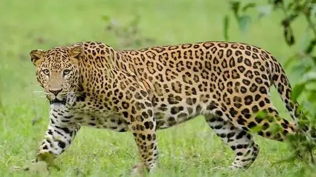 Leopard sighting In Tirupati: తిరుపతిలో కల్వర్టు వద్ద తాపీగా కూర్చున్న చిరుత