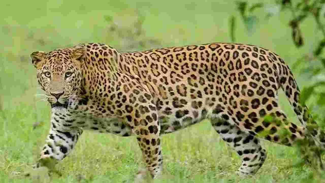 Leopard sighting In Tirupati: తిరుపతిలో కల్వర్టు వద్ద తాపీగా కూర్చున్న చిరుత