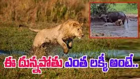 Buffalo VS Lion: దున్నపోతుపై సింహం దాడి.. ప్రాణాలు పోయే సమయంలో షాకింగ్ ట్విస్ట్.. చివరకు.. 