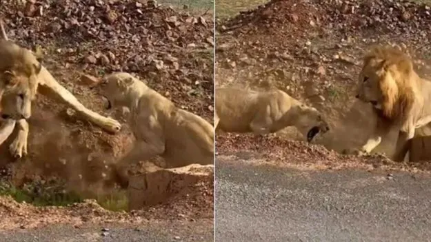 Lions Fighting: అడవికి రాజైనా భార్యకు భయపడాల్సిందే.. మగ సింహం పరిస్థితి చూడండి.. 