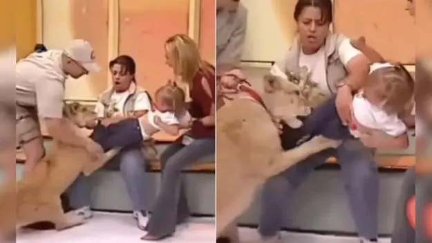 Lion Video: ఒళ్లు జలదరించే వీడియో.. చిన్నారి బాలికను సింహం ఏం చేసిందో చూడండి.. 