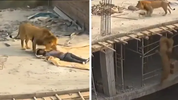 Lion Video: నిద్రిస్తున్న కార్మికుడి దగ్గరకు వెళ్లిన సింహం.. తర్వాతేం జరిగిందంటే.. థ్రిల్లింగ్ వీడియో వైరల్..
