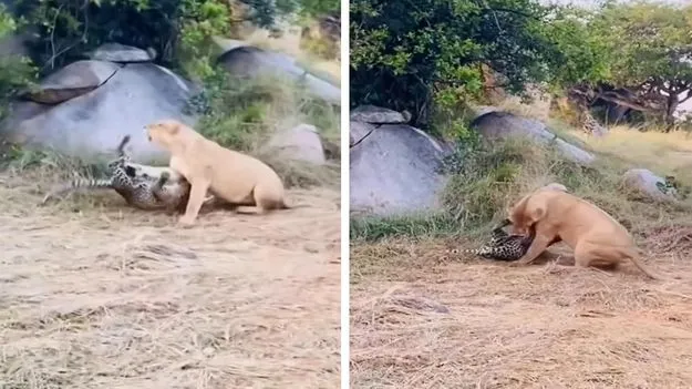 Lion vs Leopard: చిరుత తెలివికి హ్యాట్సాఫ్.. సింహాన్ని ఎలా బోల్తా కొట్టించి తన ప్రాణాలను కాపాడుకుందో చూడండి.. 