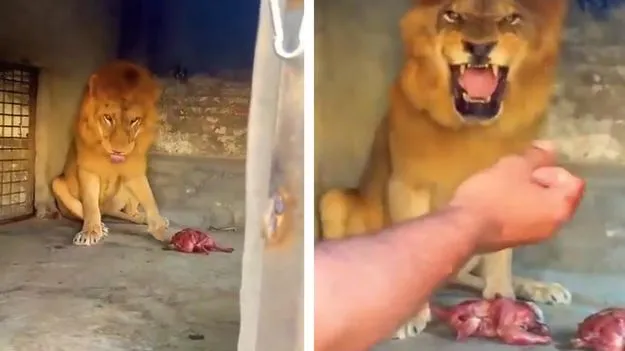 Lion Video: వామ్మో.. సింహాన్ని రెచ్చగొడితే ఎలా ఉంటుందో తెలుసా.. వీడియో చూస్తే షాకవ్వాల్సిందే