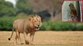 Lion Viral Video: ఈ సింహానికి మరీ బద్ధకమనుకుంటా.. దుకాణంలో ఏం చేసిందో చూస్తే.. 