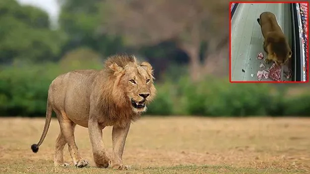 Lion Viral Video: ఈ సింహానికి మరీ బద్ధకమనుకుంటా.. దుకాణంలో ఏం చేసిందో చూస్తే..