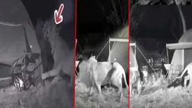 Lion Viral Video:  అర్ధరాత్రి టెంట్‌‌లో కొత్త జంటలు.. సమీపానికి వెళ్లిన సింహాలు.. చివరకు.. 