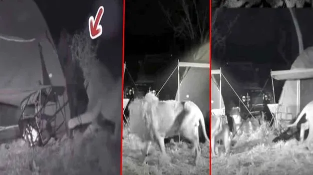 Lion Viral Video:  అర్ధరాత్రి టెంట్‌‌లో కొత్త జంటలు.. సమీపానికి వెళ్లిన సింహాలు.. చివరకు.. 