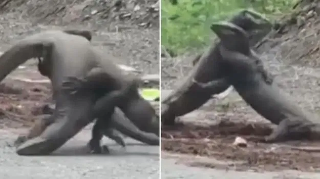 Monitor Lizards Fighting: ఉడుము పట్టు అంటే ఇదేనేమో.. రెండు ఉడుముల ఫైటింగ్ చూశారా?