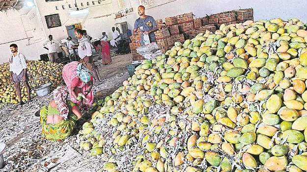 సిండి‘కేటు’తో మామిడి రైతుకు దెబ్బ 