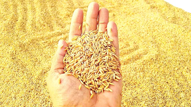  విత్తన ఎంపికే కీలకం