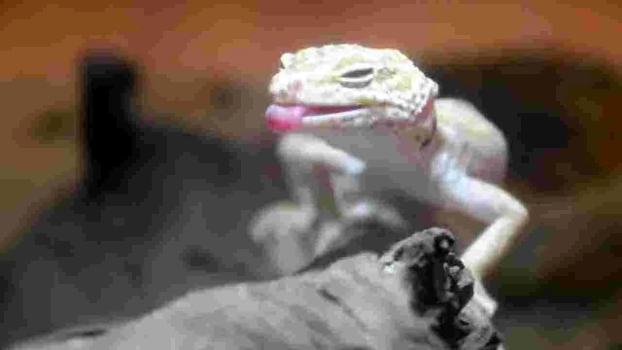 Interesting Facts: బల్లుల గురించి ఎవరికీ తెలియని రహస్యాలివే..