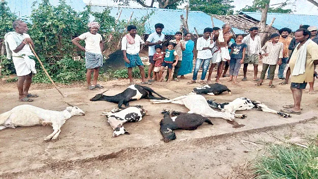 గడ్డి మందు తిని ఏడు మేకలు మృతి