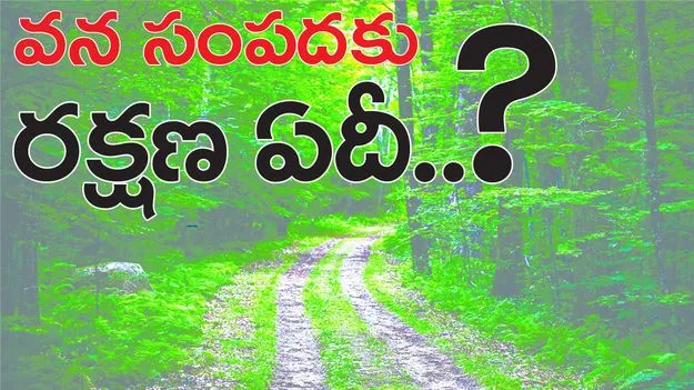 వన సంపదకు రక్షణ ఏదీ...?