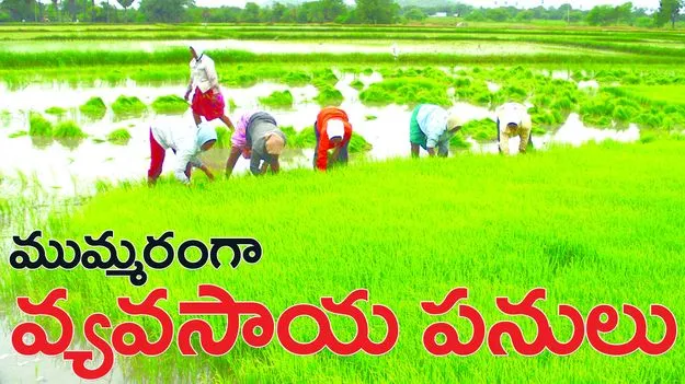 ముమ్మరంగా వ్యవసాయ పనులు