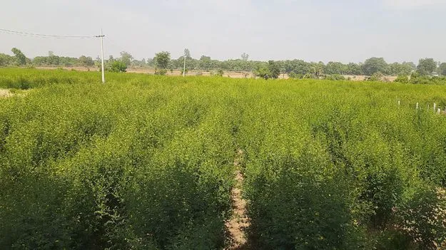 రందిలేని కంది