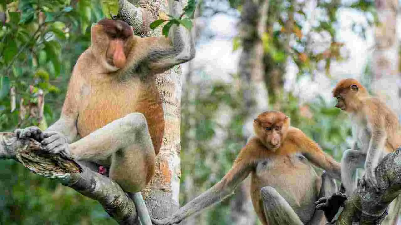 ఈ జంతువుల్లో ‘హెచ్ఐవీ’ తరహా వైరస్!