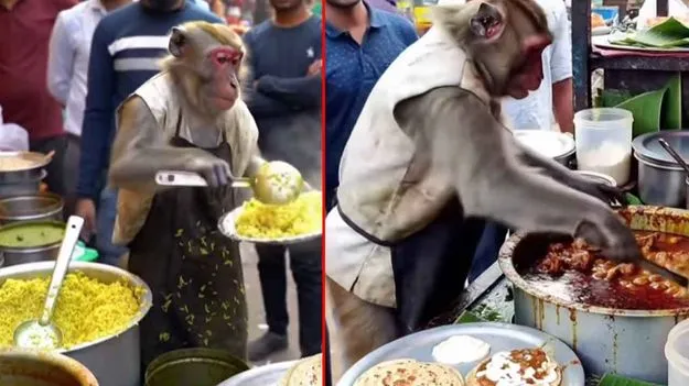 Monkey Funny Video: భోజనం వడ్డిస్తున్న కోతి.. ఆగ్రహం వ్యక్తం చేస్తున్న నెటిజన్లు.. వీడియో వైరల్..